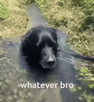a black dog is standing in a puddle of water with the words whatever bro above it .