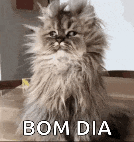 a fluffy cat is sitting on a table with the words bom dia written above it .