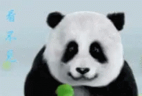 Panda Hide GIF - Panda Hide Smile GIFs