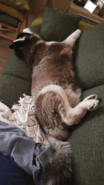 a dog is laying on a green couch