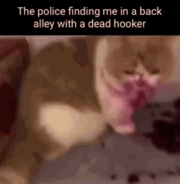 a picture of a cat with a caption that says the police finding me in a back alley with a dead hooker