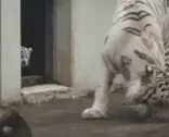Tiger Shocked GIF - Tiger Shocked Surprised GIFs