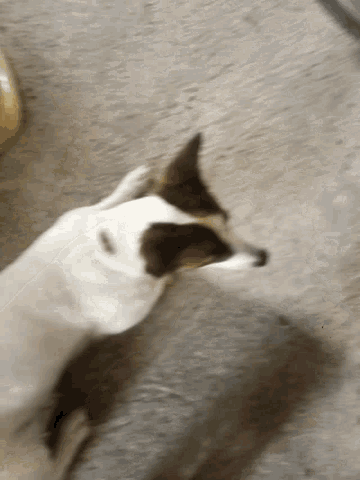 a brown and white dog is laying on the floor looking up