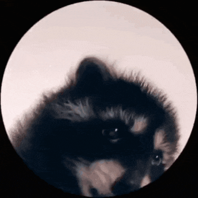 a close up of a raccoon 's face in a circle .