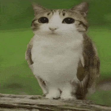 a cat that looks like an owl is standing on a branch .