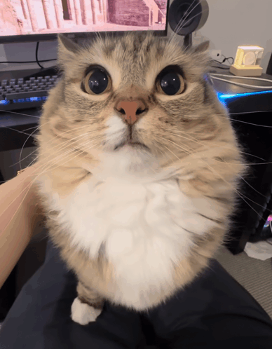 Cat Stare GIF - Cat Stare GIFs