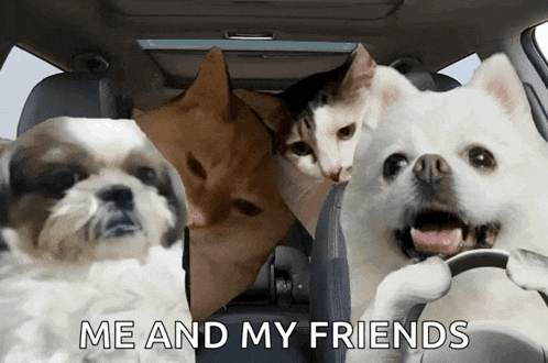 a dog and two cats are sitting in the back seat of a car with the words me and my friends above them