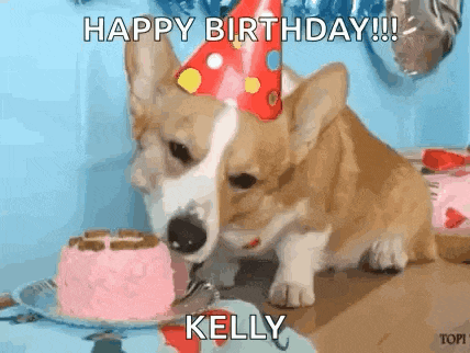 a corgi puppy wearing a party hat is eating a birthday cake .