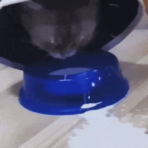 a cat is drinking from a blue bowl