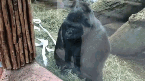 Gorilla Flip GIF - Gorilla Flip GIFs