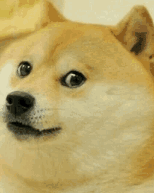 a close up of a doge dog looking at the camera with a surprised look on his face .