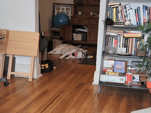 a dog laying on a wooden floor next to a stack of books including one called windscape