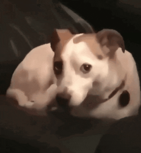 a brown and white dog is laying down on a couch .