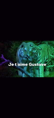 Gustave GIF - Gustave GIFs