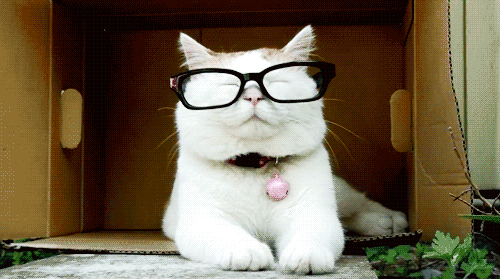 Let Me See That Without My Glasses GIF - Cats GIFs