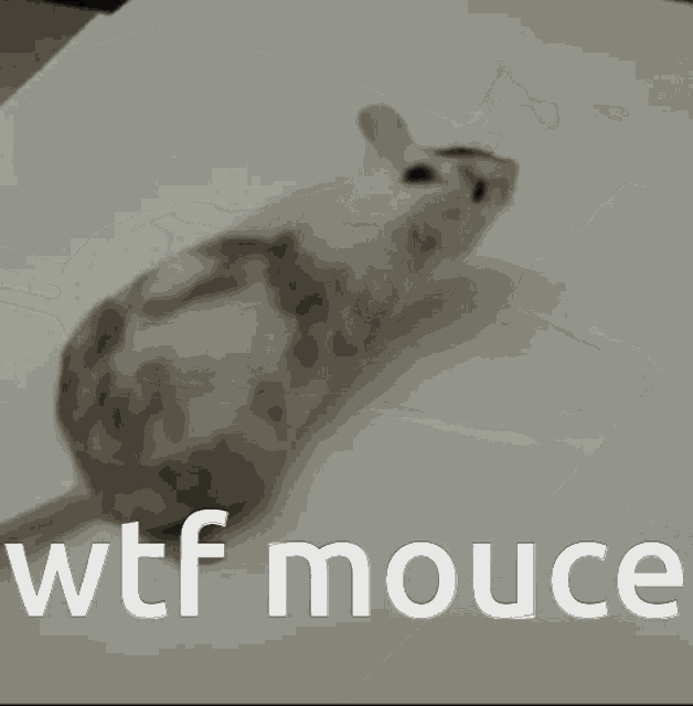 a mouse is laying on a white surface with the words wtf mouce below it