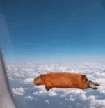 Flying Capybara GIF - Flying Capybara GIFs