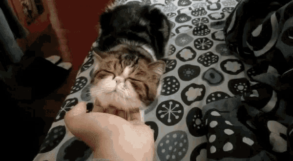 Cat Happy GIF