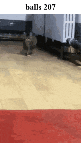 a picture of a cat walking on a wooden floor with balls 207 written on the bottom