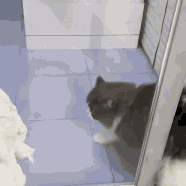 a cat is standing in front of a mirror and looking at its reflection .