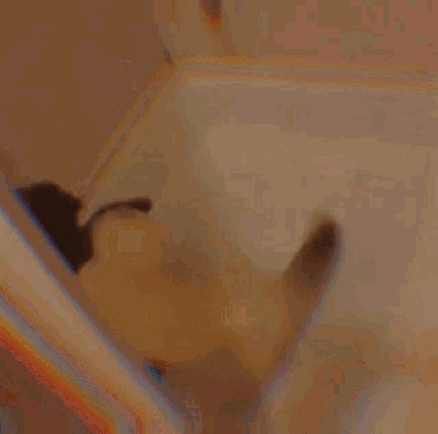two cats are playing in a bathtub with a rainbow colored background