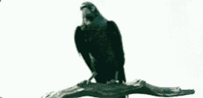 a black bird perched on a tree branch with a white background