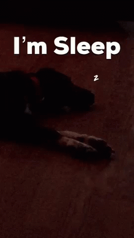 Doggo Pupper GIF - Doggo Pupper Puppy GIFs