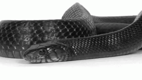 Snake GIF - Snake GIFs