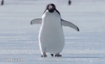 Slipping Penguin GIF - Slipping Penguin Funny Animals GIFs