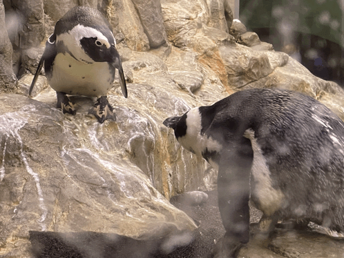 Penguins Funny GIF - Penguins Funny Staring GIFs