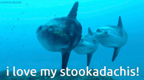 two sharks are swimming in the ocean with the words i love my stookadachis