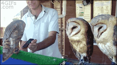 No Thanks GIF - Owl Animals Birds GIFs