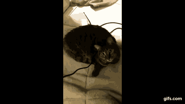 a cat laying on a blanket with a gifs.com watermark on the bottom right