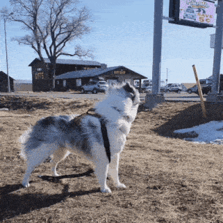 a husky dog standing in front of a building that has the word gifts on it