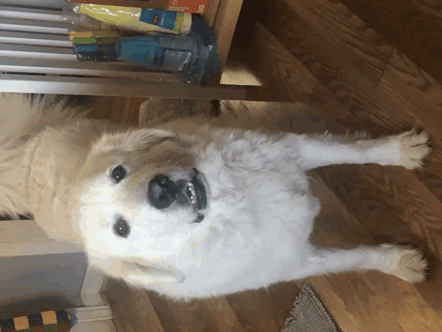 a white dog is laying on a wooden floor