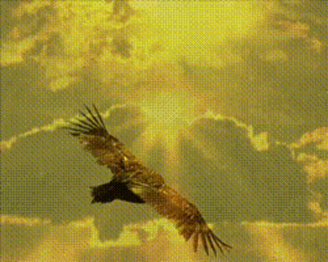 Condors Fly GIF