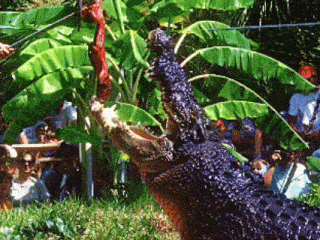 a large crocodile is eating a piece of meat in front of a crowd of people