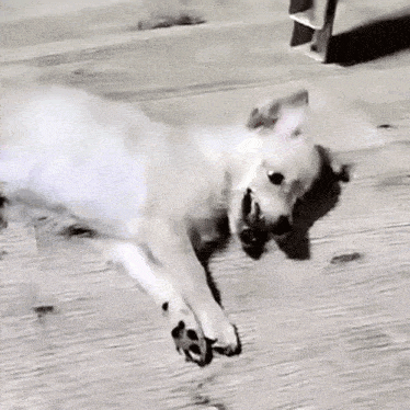 a white dog is laying down on a wooden floor .