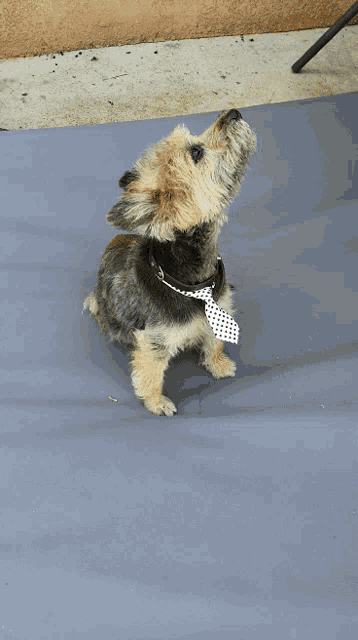 a small dog wearing a polka dot tie