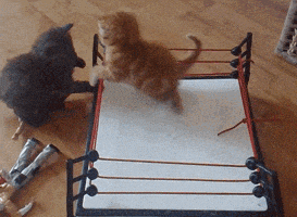 two kittens are playing in a boxing ring on the floor