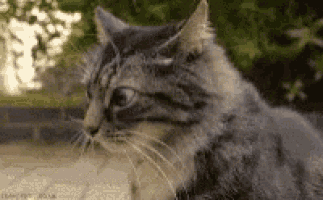 a close up of a gray cat sitting on a sidewalk looking at the camera .