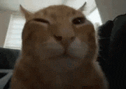 a close up of a cat with its eyes closed .