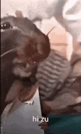 a cat is licking a person 's face while sitting on a couch .