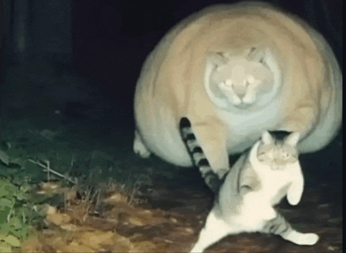 a cat is standing in front of a very large animal