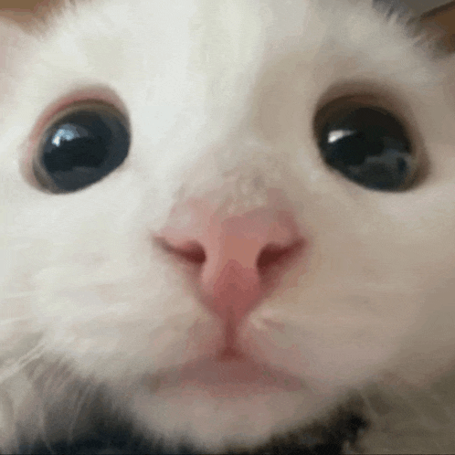 a close up of a white cat 's face with big eyes .