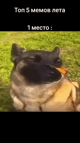 a dog with a leaf in its mouth and the words " top 5 memov leta " on the bottom