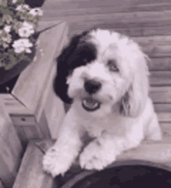 a black and white dog is sitting on top of a wooden bench .