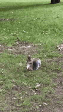 Observant Squirrel GIF - Observant Squirrel GIFs