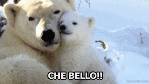 Che Bello Carino Lovely Adorabile Caruccio Abbracci Orsi Polari GIF - Lovely Nice Cute GIFs