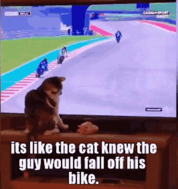 a cat is watching a motorcycle race on a television with the caption it 's like the cat knew